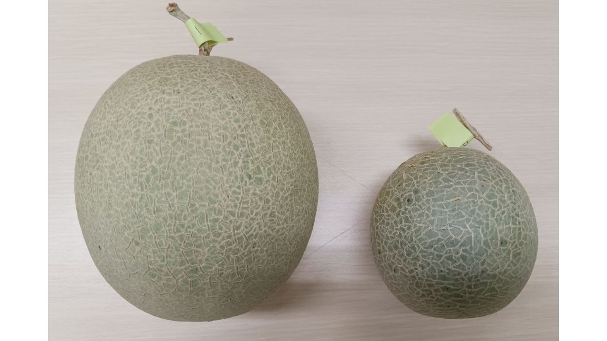 NTTアグリテクノロジー×台湾國立宜蘭大學×ThroughTekが遠隔営農支援システムの実証実験成果を発表　データに基づく遠隔栽培支援で新規就農者の育成を促進へ