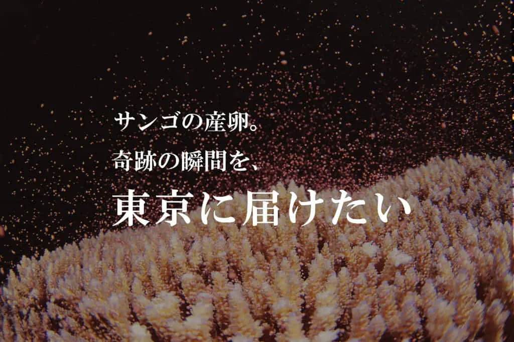 クラウドファンディングでサンゴの産卵実験を行っています。