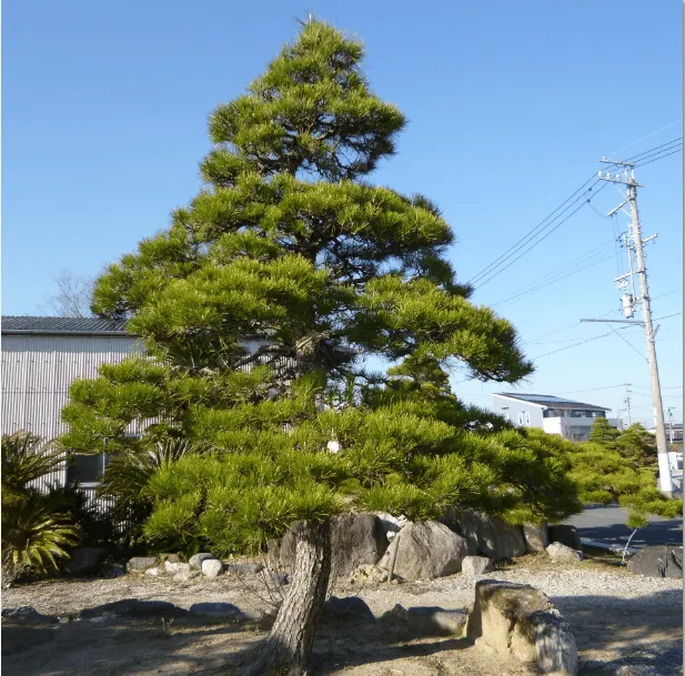 弊社で生産しているクロマツ仕立物の一例（高さ4.7m）