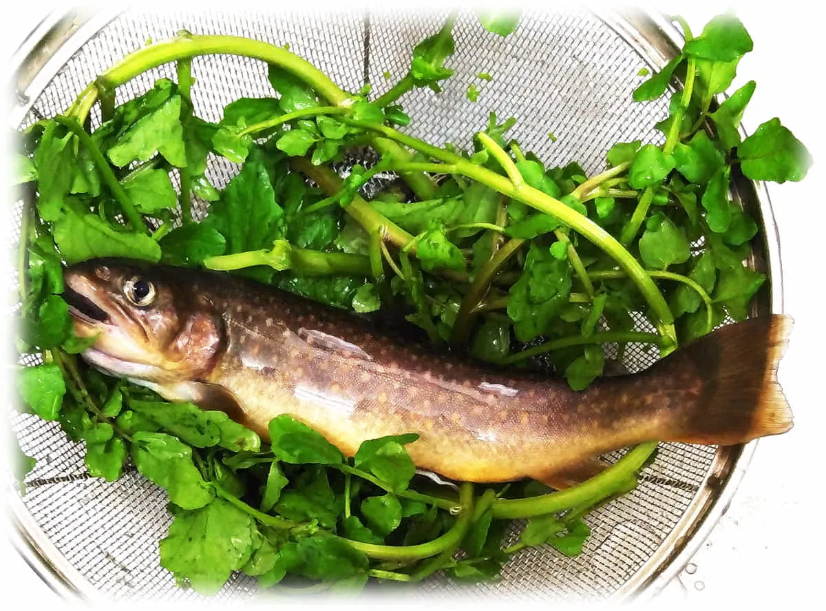 .岩魚は、水温１５度以下で生息する鮭科の魚。