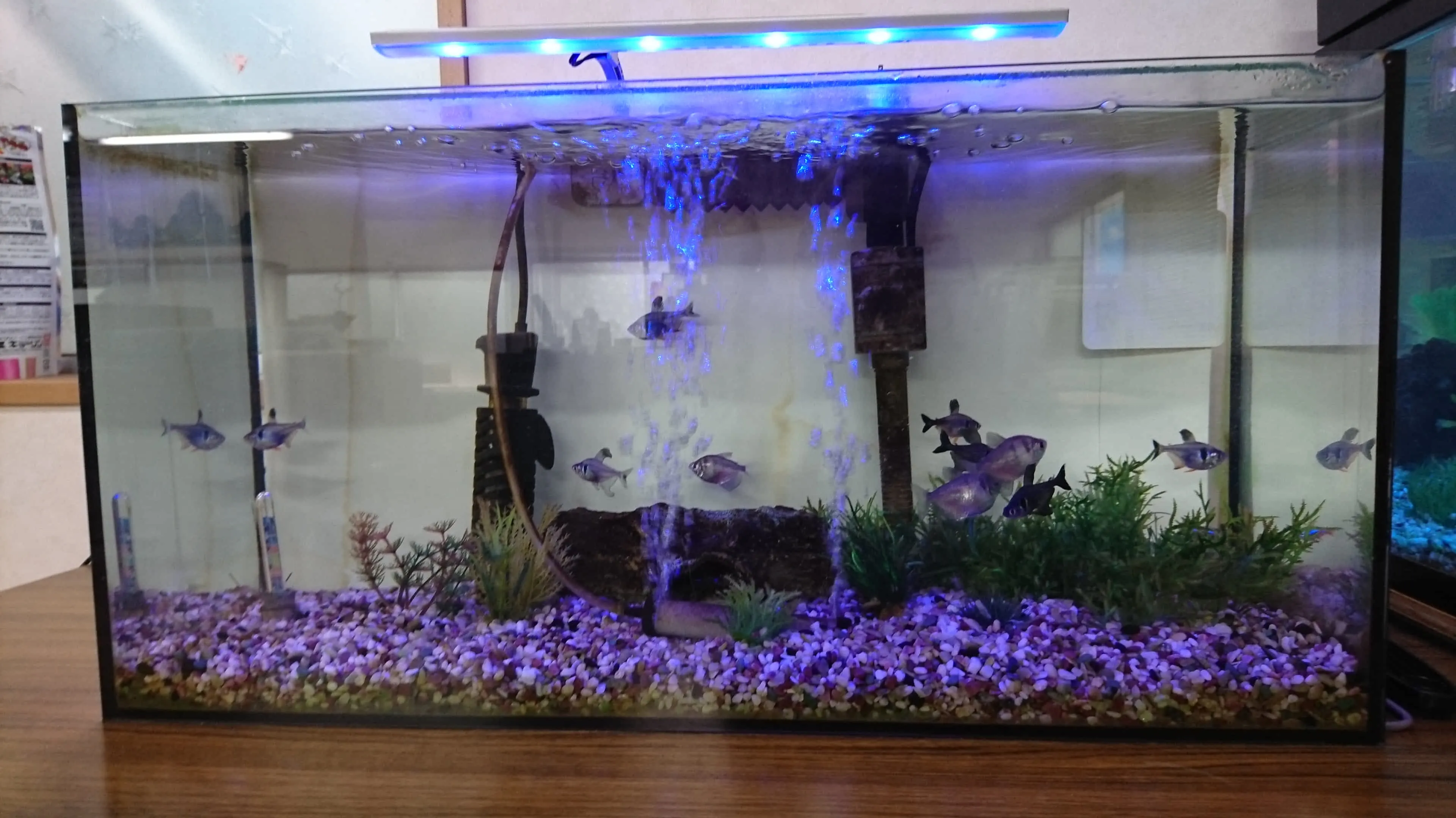 魚も元気