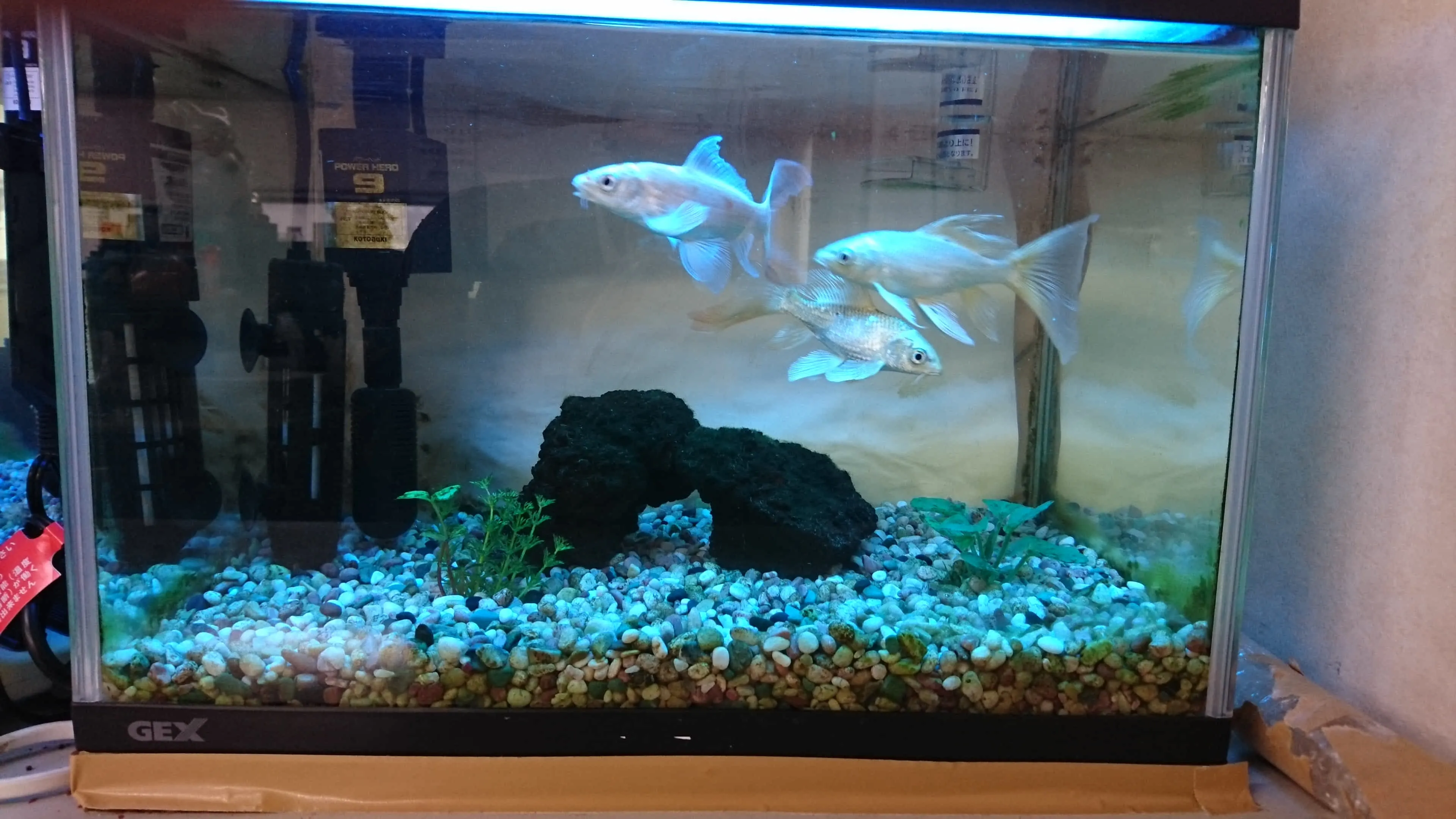 魚が元気で目の輝きも良く長生きします。