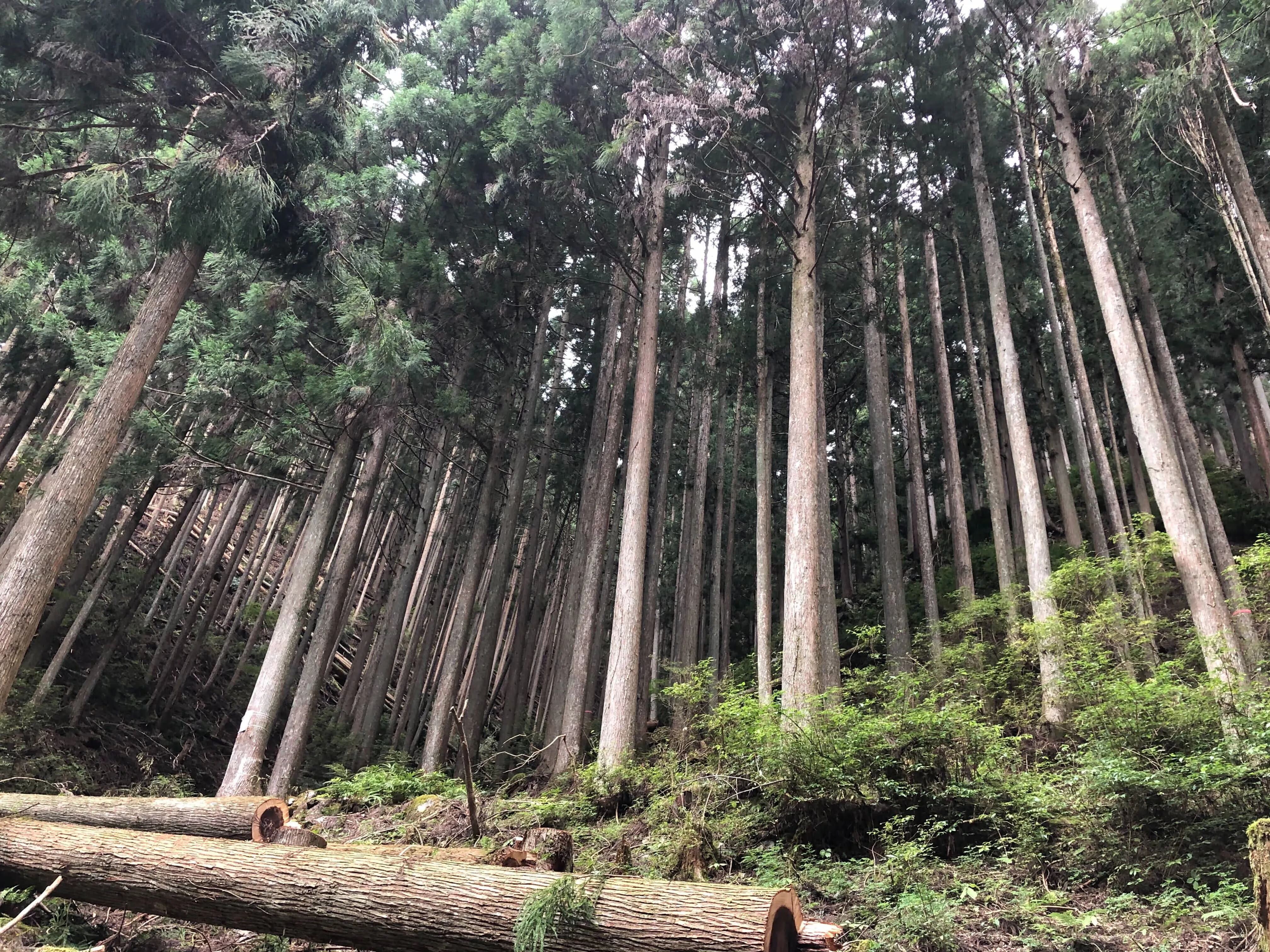 当社グループ：株式会社玉木材　所有山林（五條市）