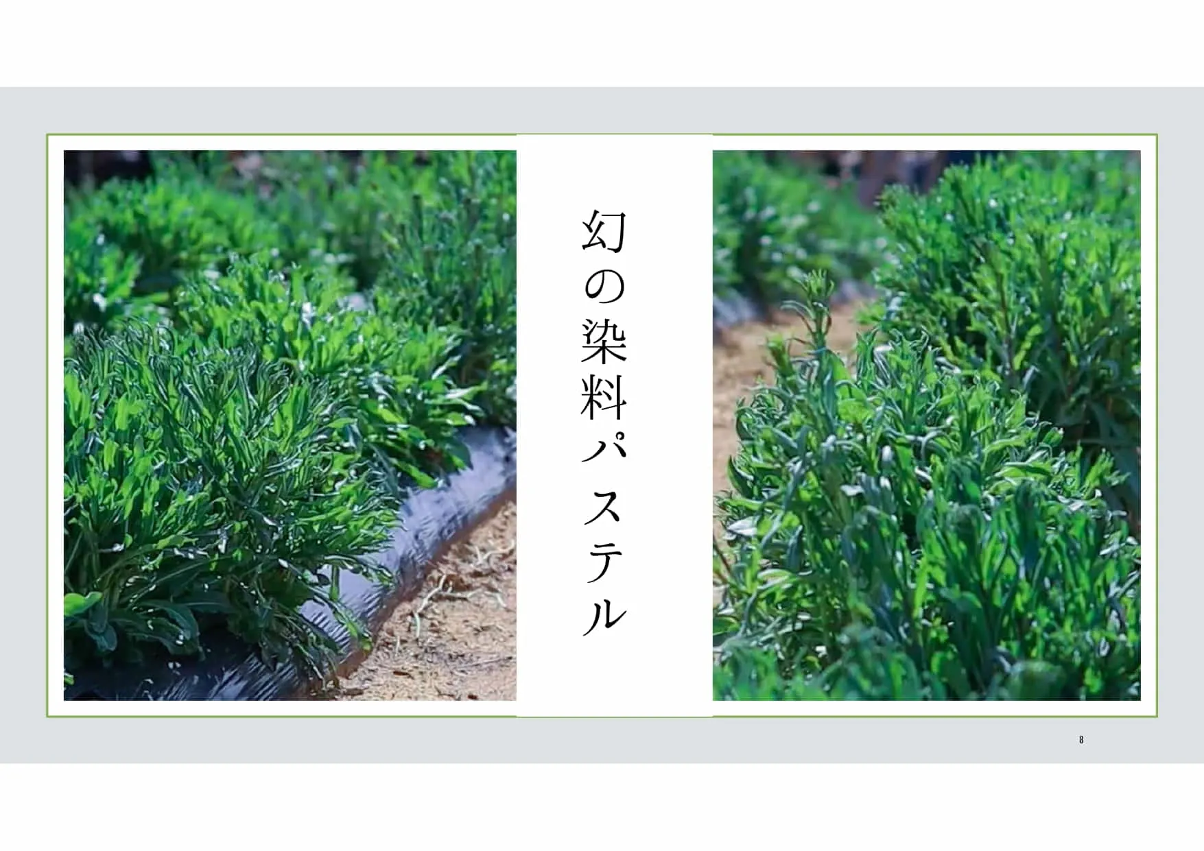 ナポレオン軍の軍服の染色に採用されたり、聖母マリア像のお召し物を描く際に顔料として使用されたりと、歴史に名を馳せながらも消えたことから”幻の染料”と呼ばれる。