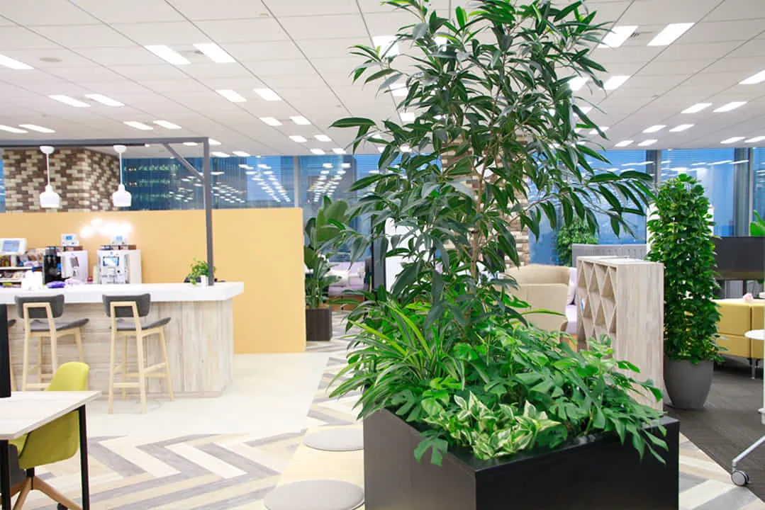 都内オフィスの社員交流スペースでの植物レンタル
