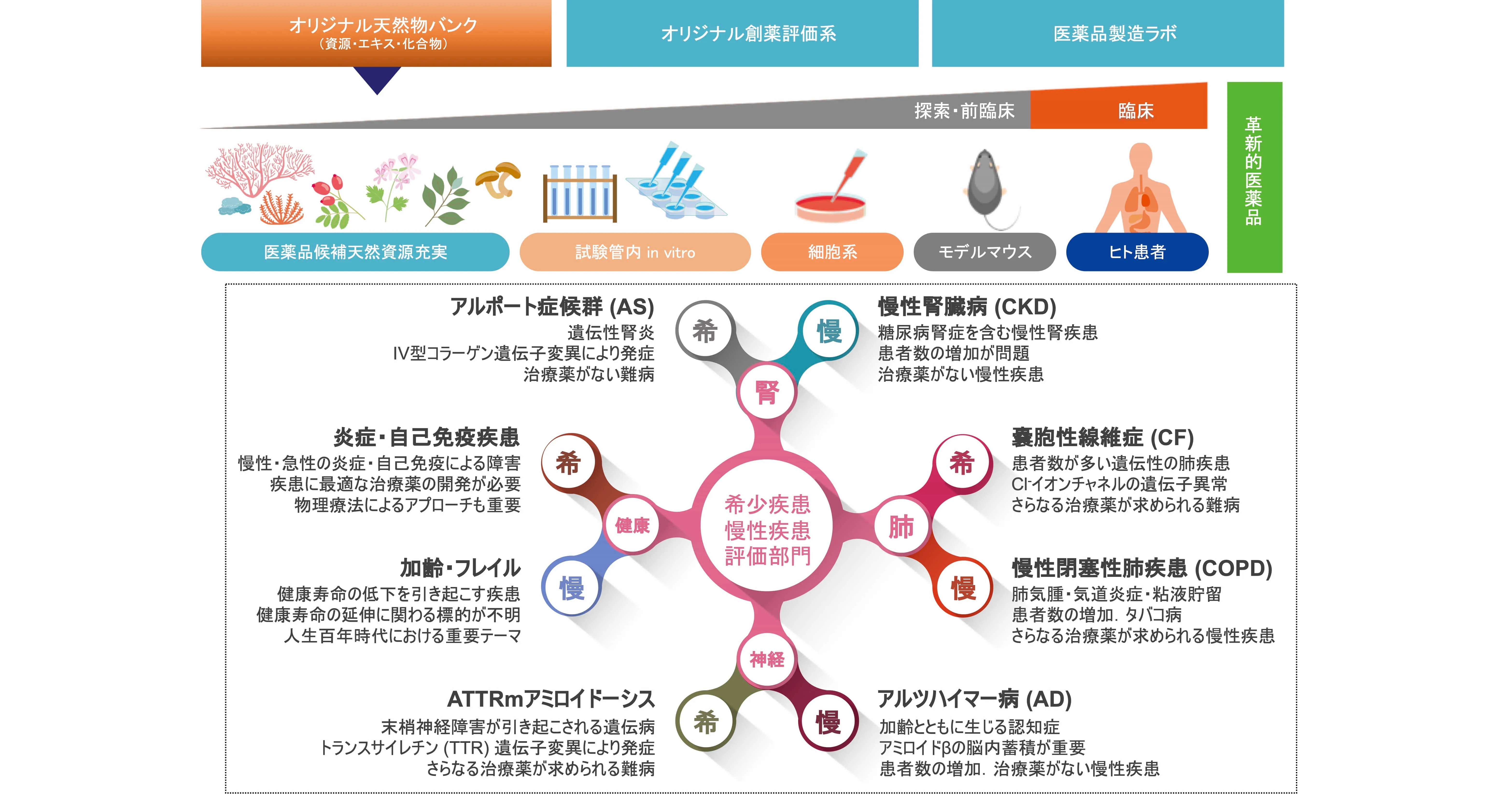 治療薬がなく、患者さんが少ない病気をターゲットにした創薬研究を行いつつ、その成果をもとに、一般的な慢性疾患の治療薬の開発への糸口を探索するという戦略をとっている。慢性多因子疾患の治療には、伝承医療用途があり安全性が高い天然素材の活用を考慮したり、または、多因子を同時に標的化できる物理療法の実践も視野に入れている。最近では、熊本大学UpRodの推進により、熊大薬学部発の本気の天然物創薬にも取り組み、創薬評価系の構築・実践および各種治療薬候補化合物の創薬標的妥当性の科学的根拠を得る研究を推進している。