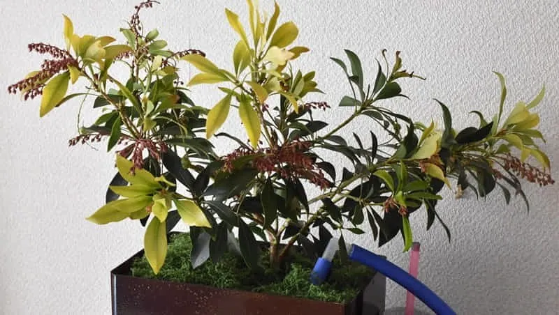 水耕栽培のアセビ株(3年目でもこのサイズ!)