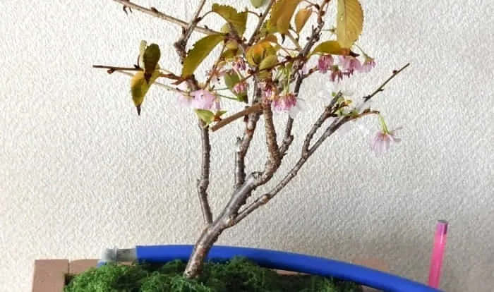 サクラもベランダ向けサイズに!