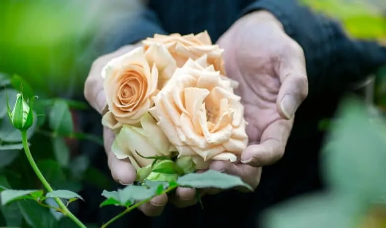 『エシカル消費×薔薇のくず花』で誕生した薔薇水。エシカルな社会を共に広げませんか？』