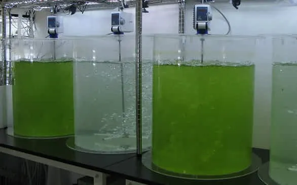100L規模の水槽で原糸体を生産している現場