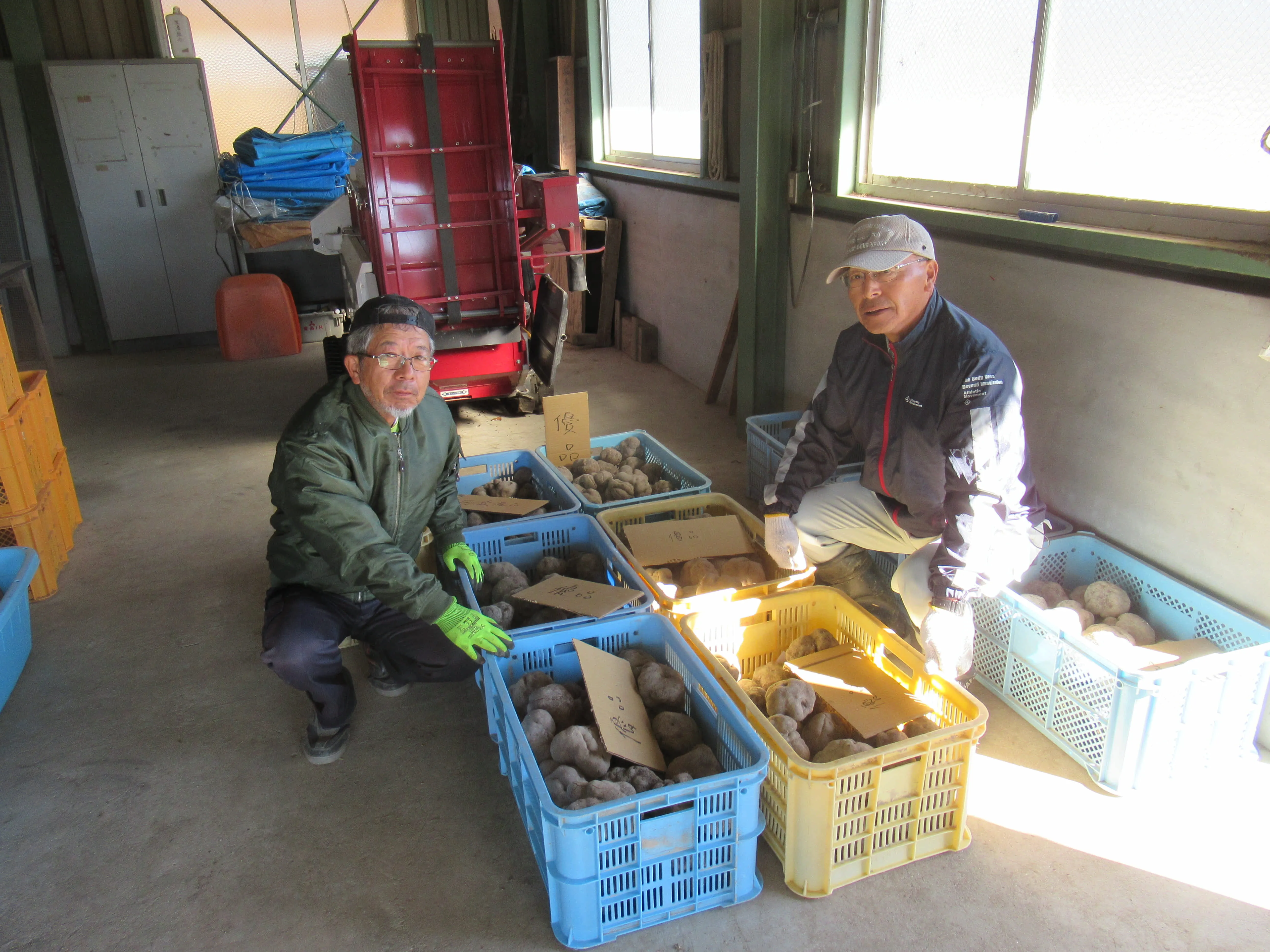 丹波篠山山の芋の出荷
