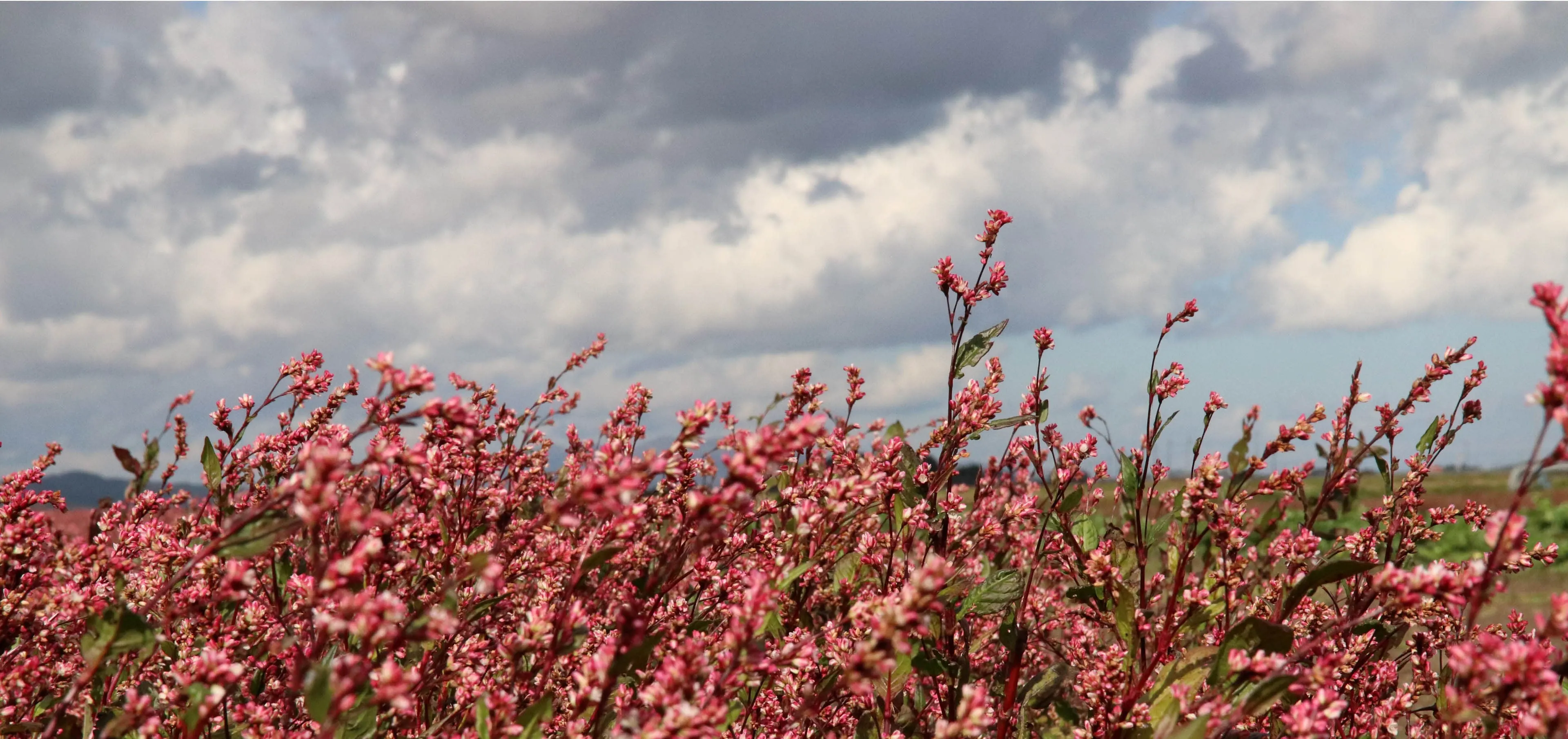 藍の花　藍のイメージとは全く逆のピンク色の花を咲かせます。