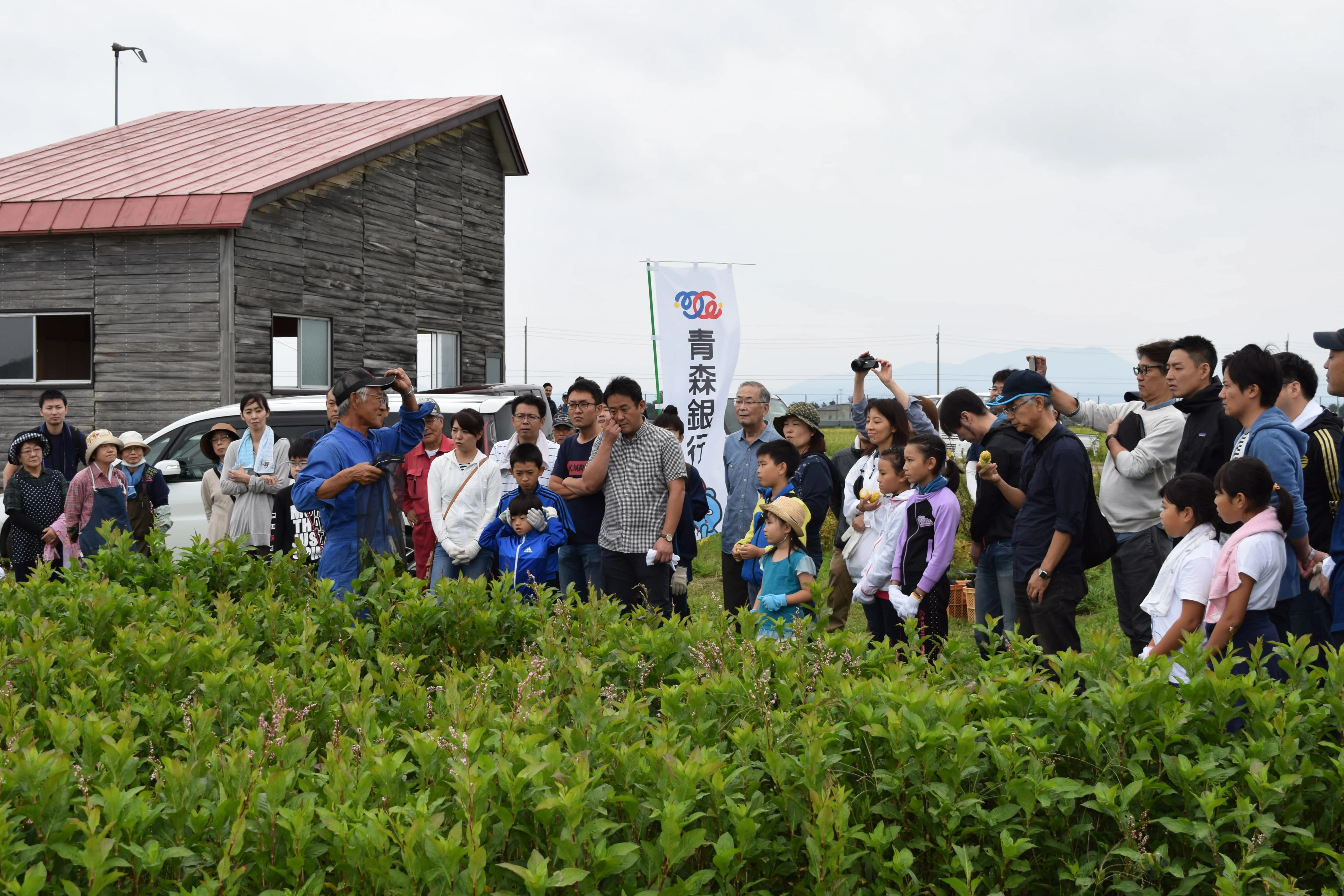 藍の刈取イベントを開催