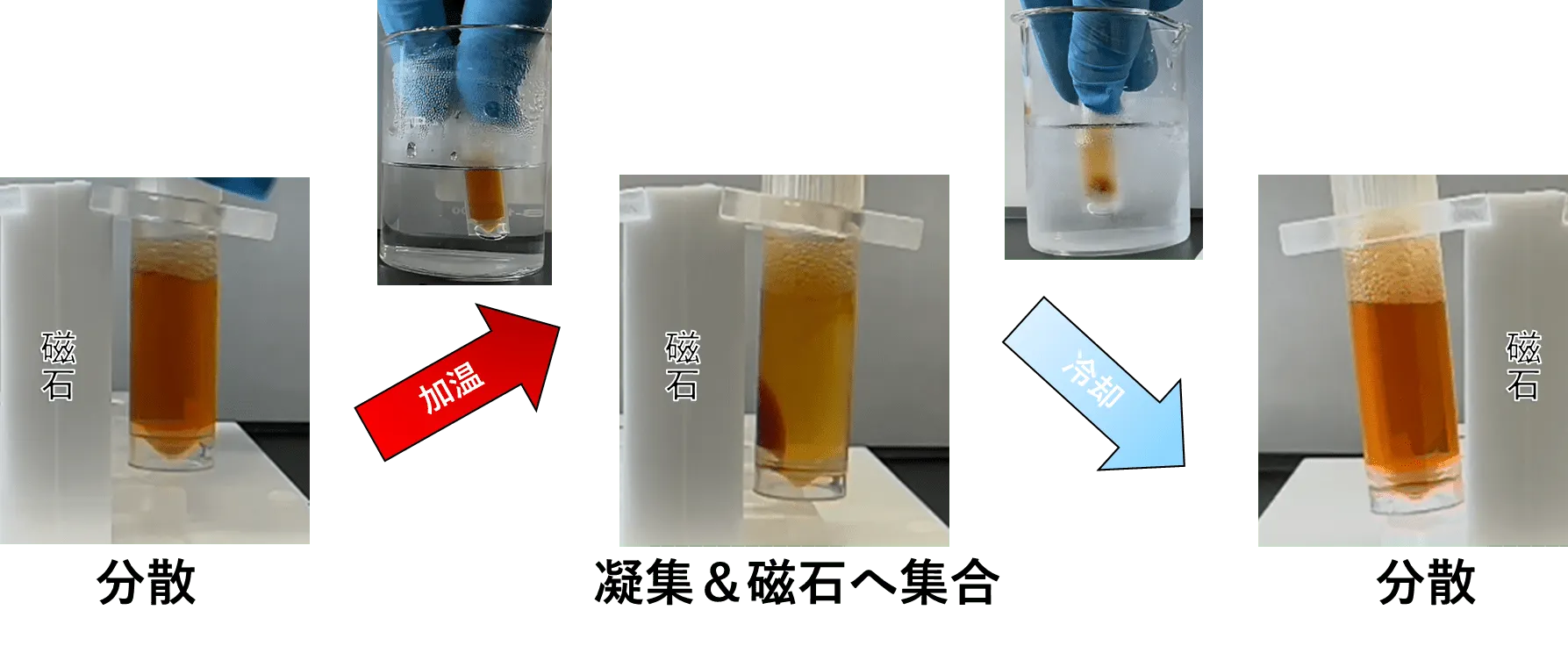 Therma-Maxの温度特性
　
　Therma-Maxは粒子径が約100nmと非常に小さい磁性ナノ粒子であるため、室温では水に分散しますが、水のブラウン運動の影響を受けるため、磁気分離ができません（左端の写真（分散））

　　しかしTherma-Maxは僅かな加温で凝集し、磁石による分離が可能になります（中央の写真）
　　
　　更に室温に戻すと、再分散して元の状態に戻ります（右端の写真）