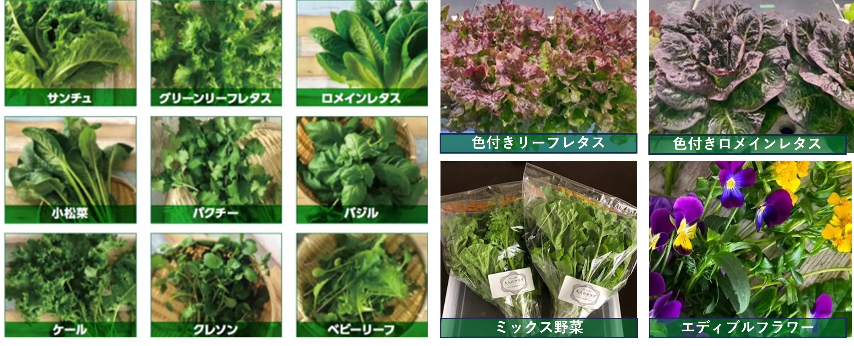 栽培野菜