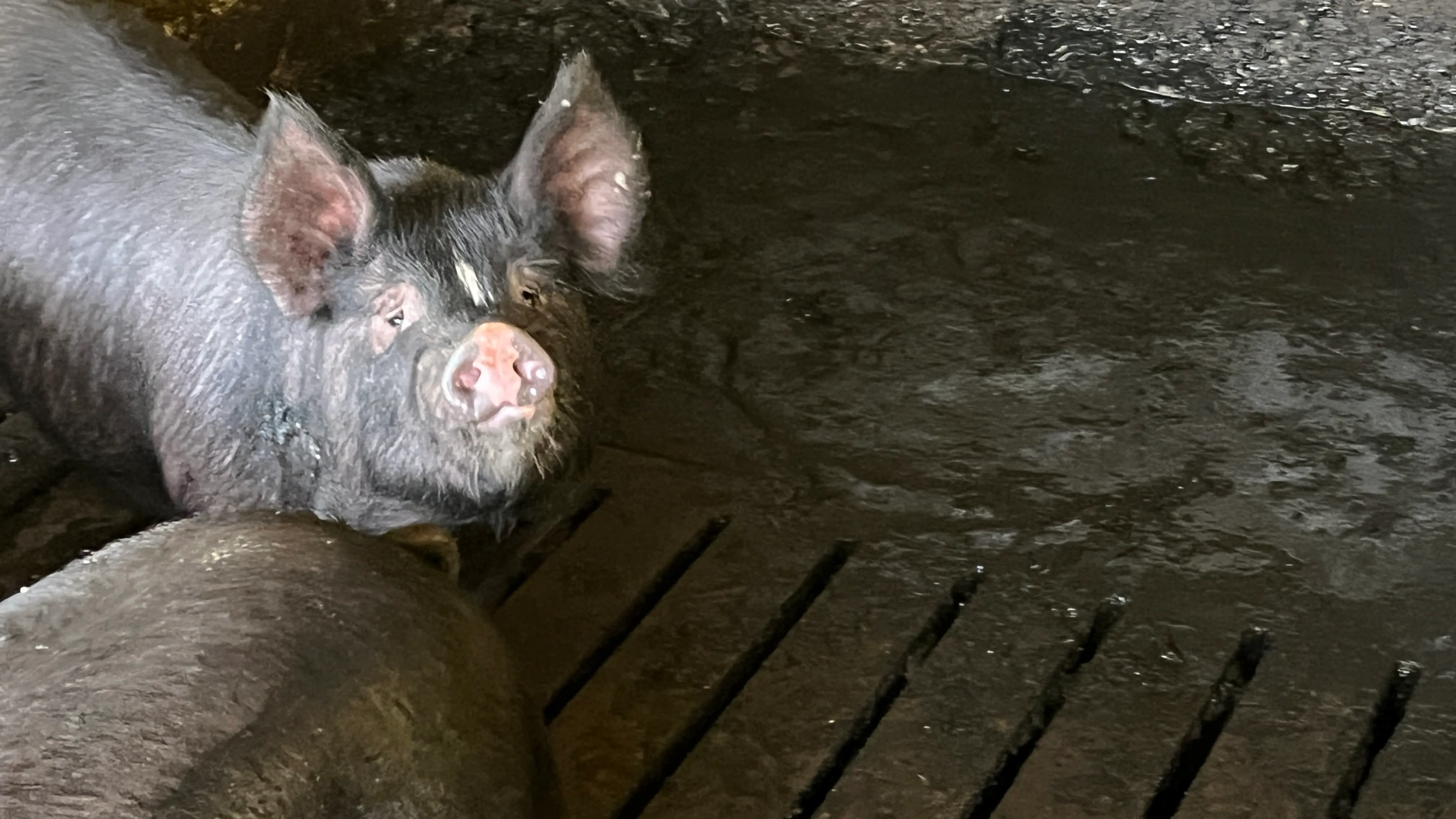 彩の国黒豚の写真(農場にて)