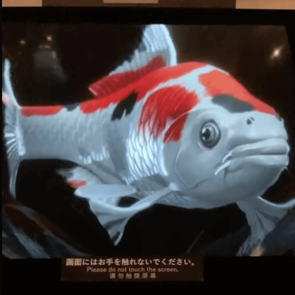 鯉