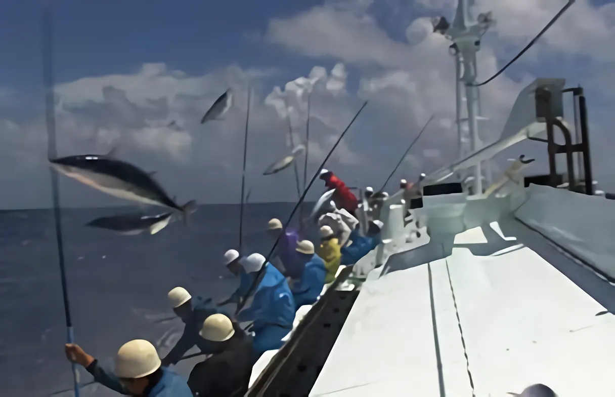 かつお一本釣り漁法