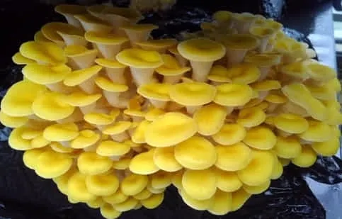 農業用ビニールハウスで生産するたもぎたけ