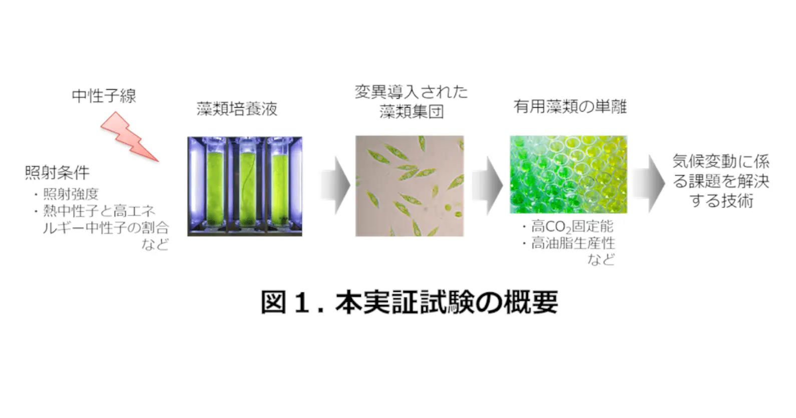 NTT× ユーグレナ ｜ 気候変動問題を解決する「藻類育種技術」の実証実験を開始、中性子線照射による遺伝子変異導入で、世界初となる有用藻類育種技術の確立へ