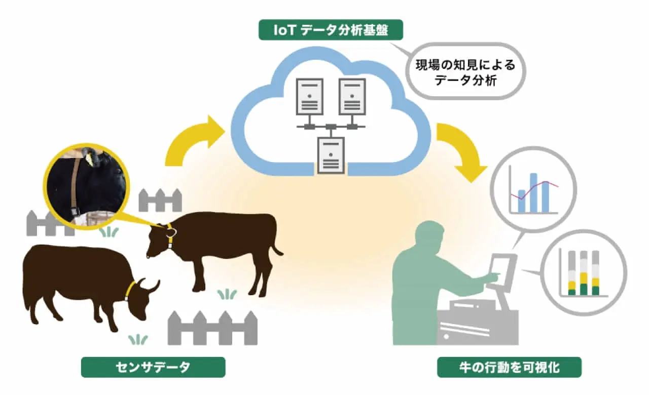 ダイエーグループの鹿児島サンライズファームが各社と連携、牛の行動分析モニタリングを本格導入