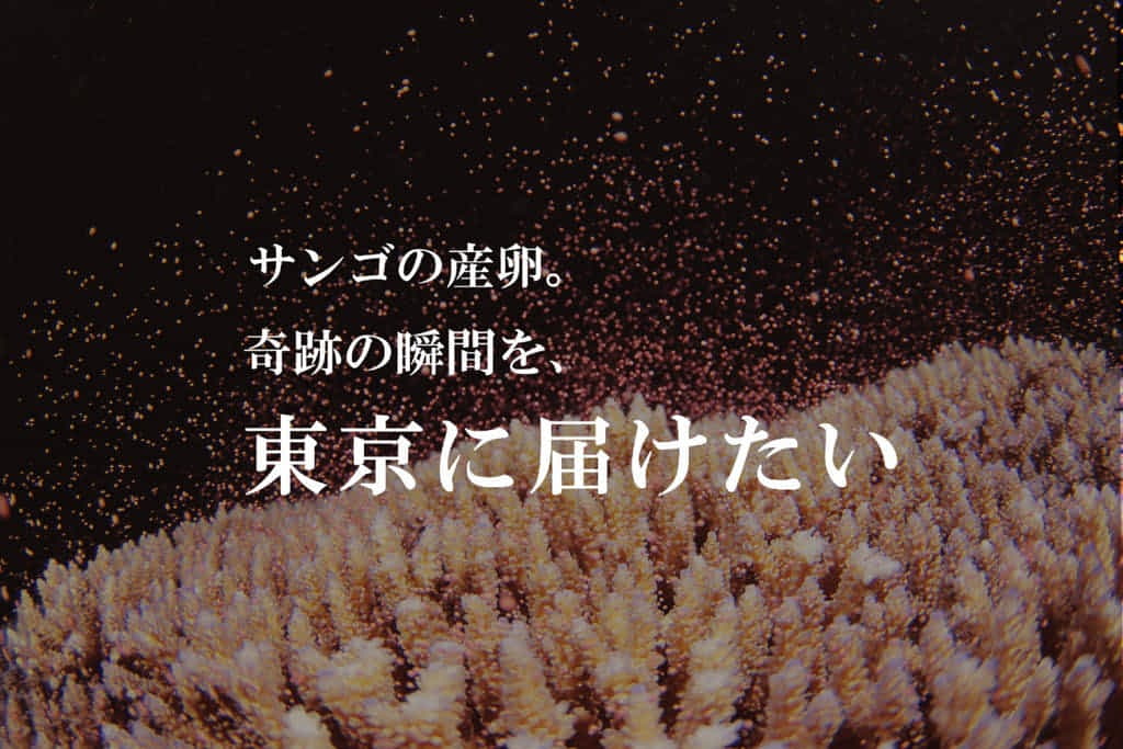 クラウドファンディングでサンゴの産卵実験を行っています。