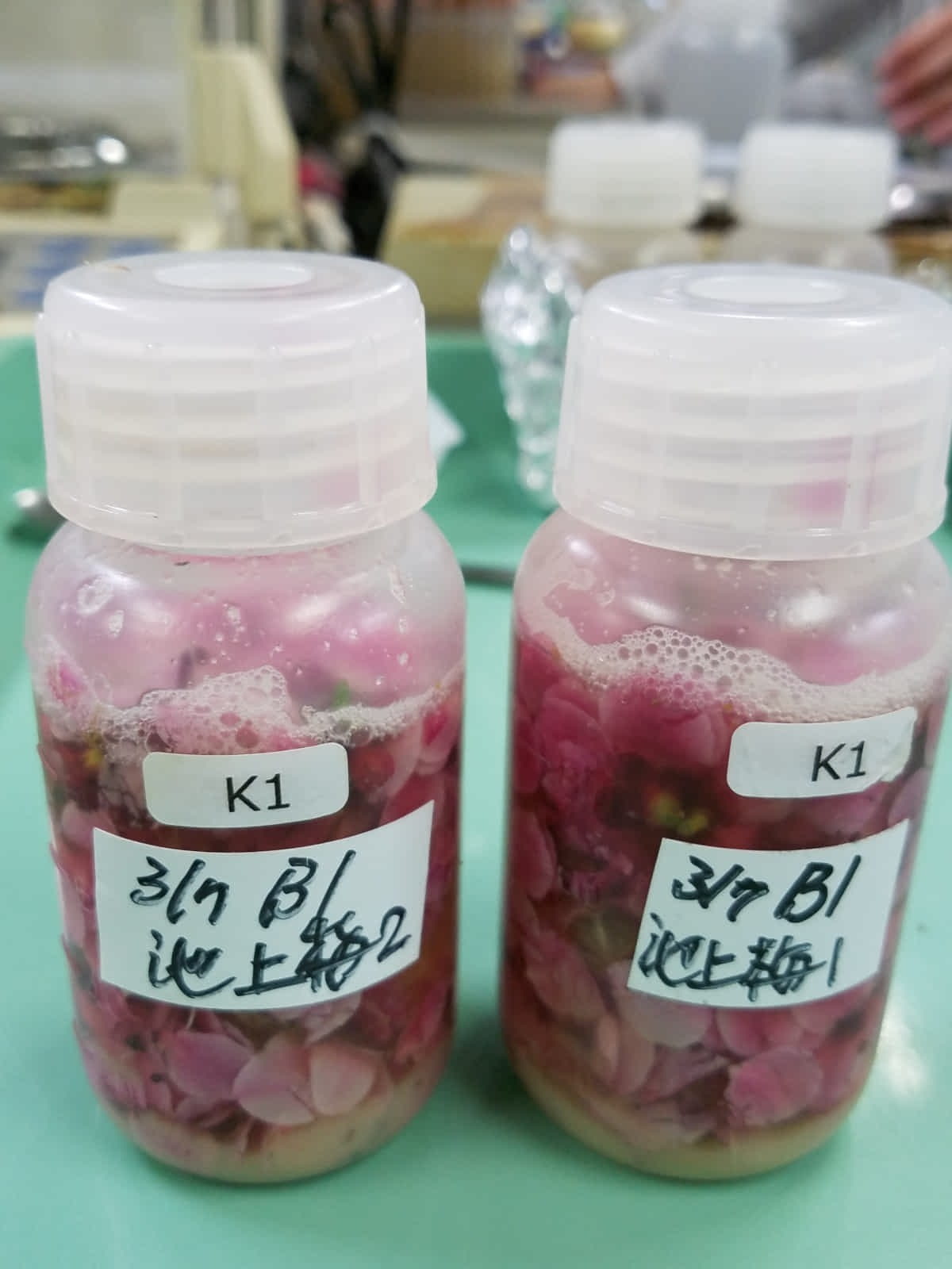 大田区池上梅園の座論梅から花酵母を分離して製パン（クレセント＆モーリー）