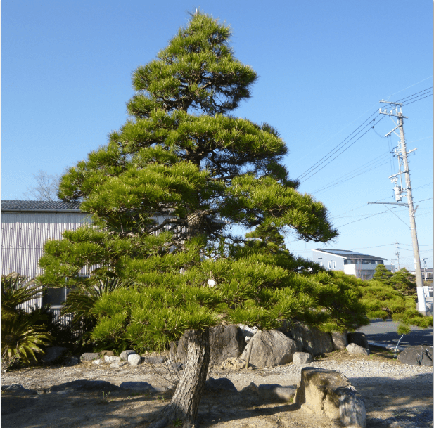 弊社で生産しているクロマツ仕立物の一例（高さ4.7m）