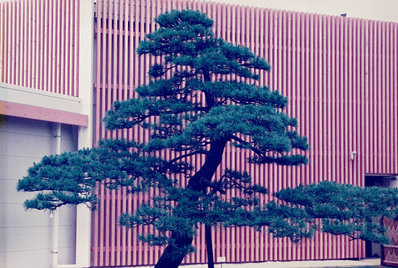 2004年「浜名湖花博」昭和天皇記念館前のクロマツ