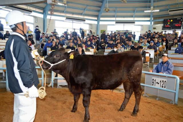 弊社の家畜用サプリメント使用の肉用子牛が各地の市場で高値を記録