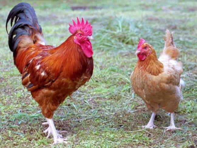弊社の家畜用サプリメント使用の肉用牛や地鶏など、様々な家畜でその体重が増加。採卵鶏では採卵率が向上