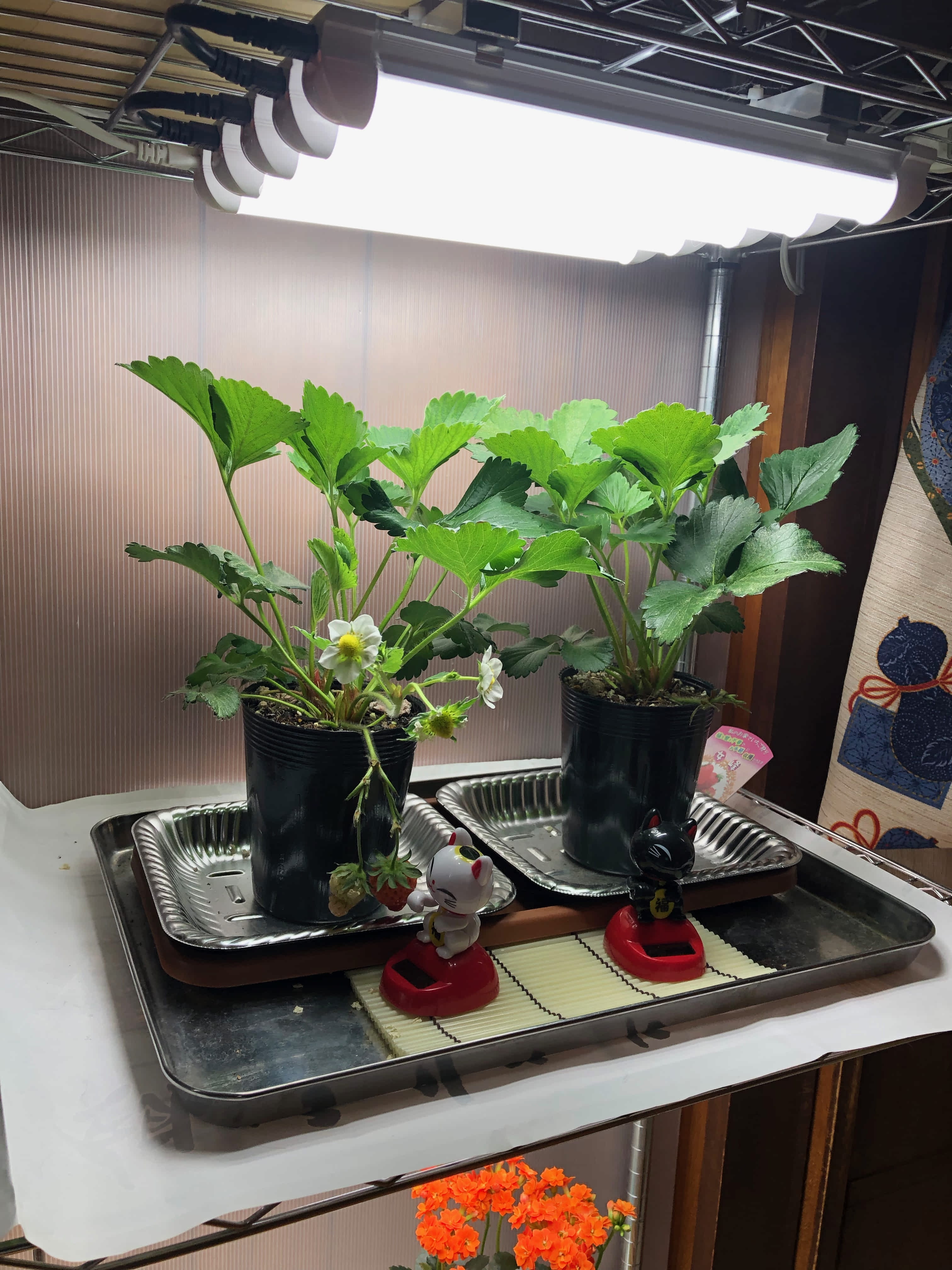 これが特許を一番わかりやすく表現しています。