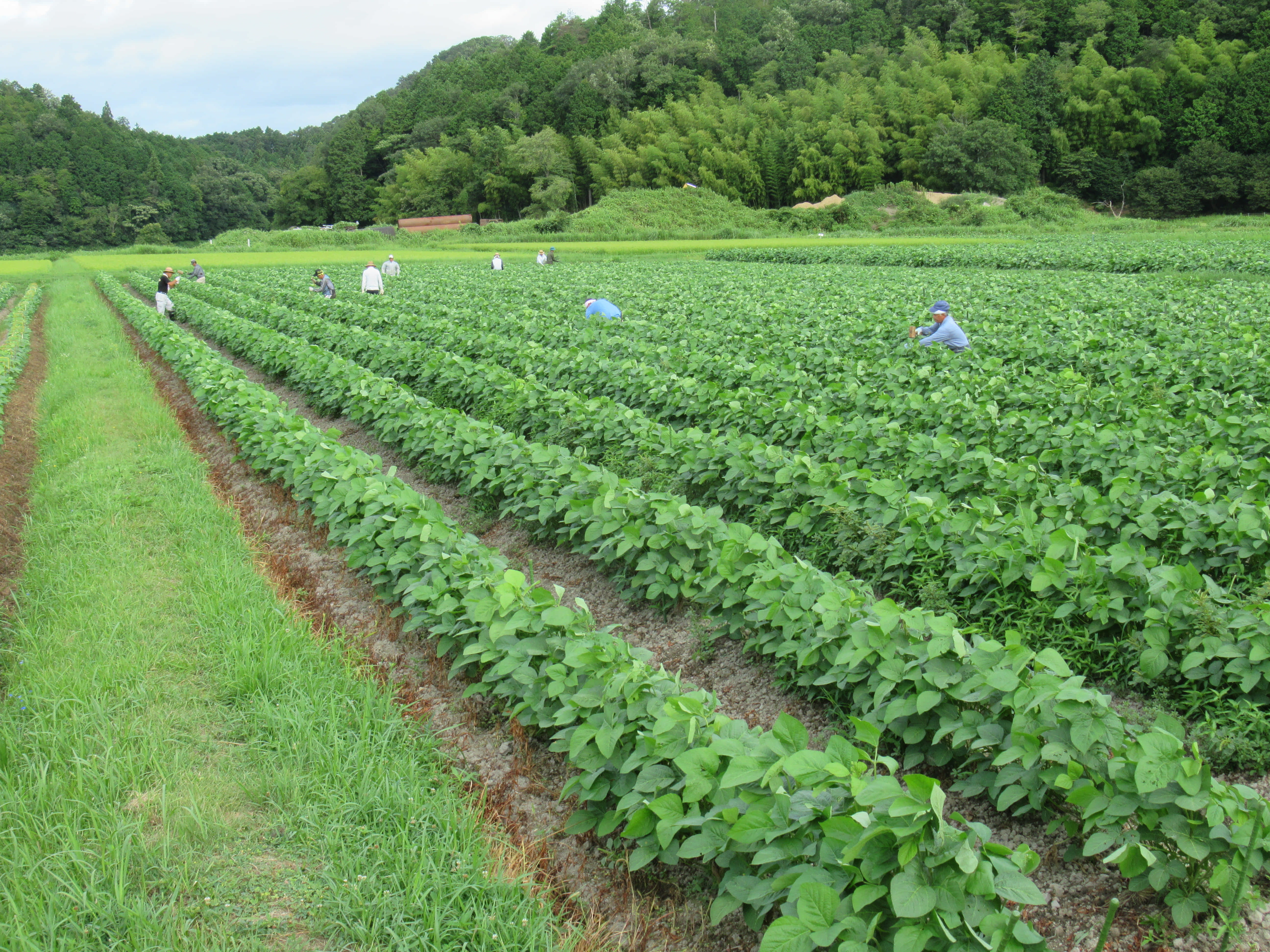 丹波篠山黒大豆の生産