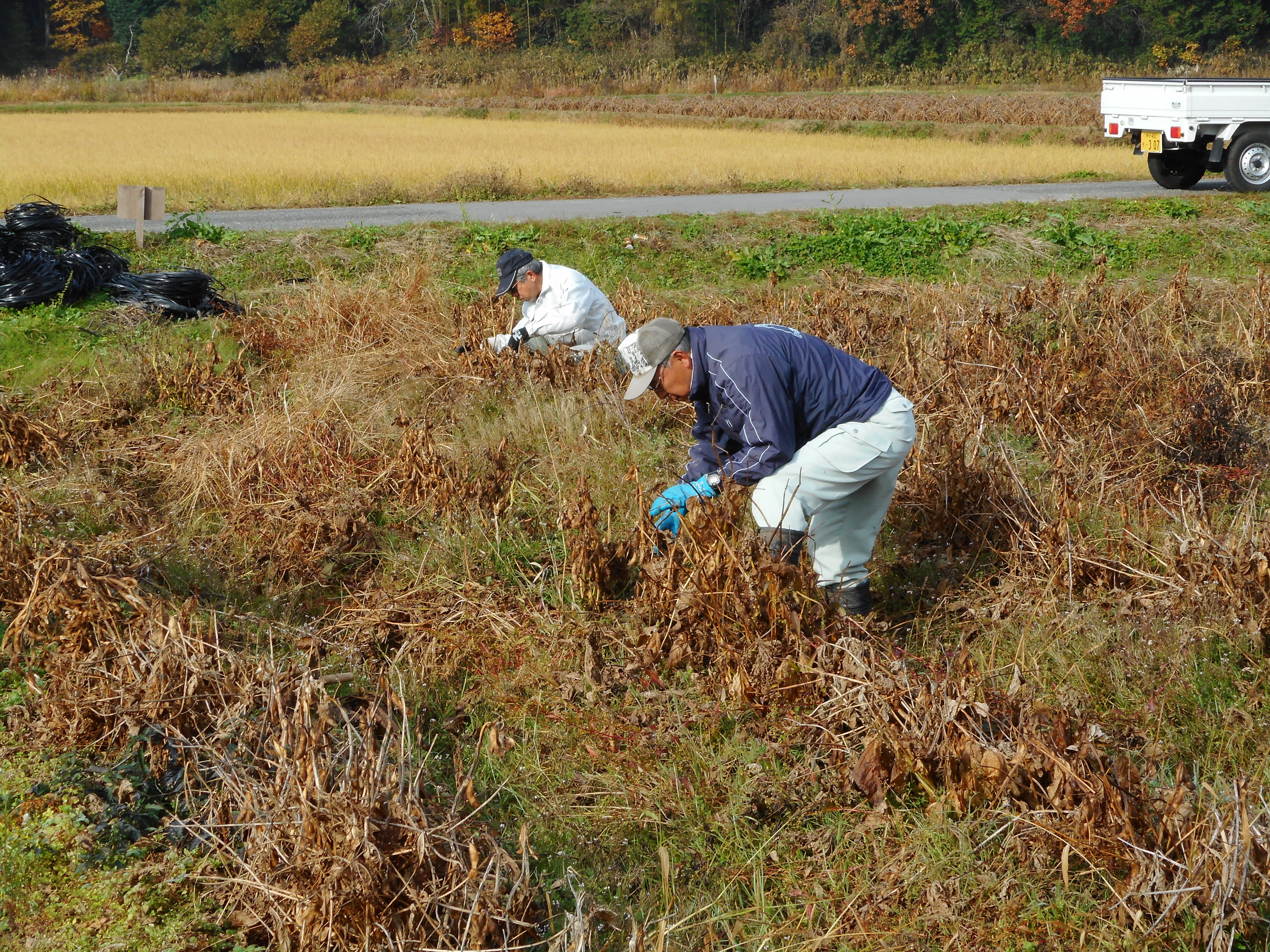 丹波篠山黒大豆の葉取り