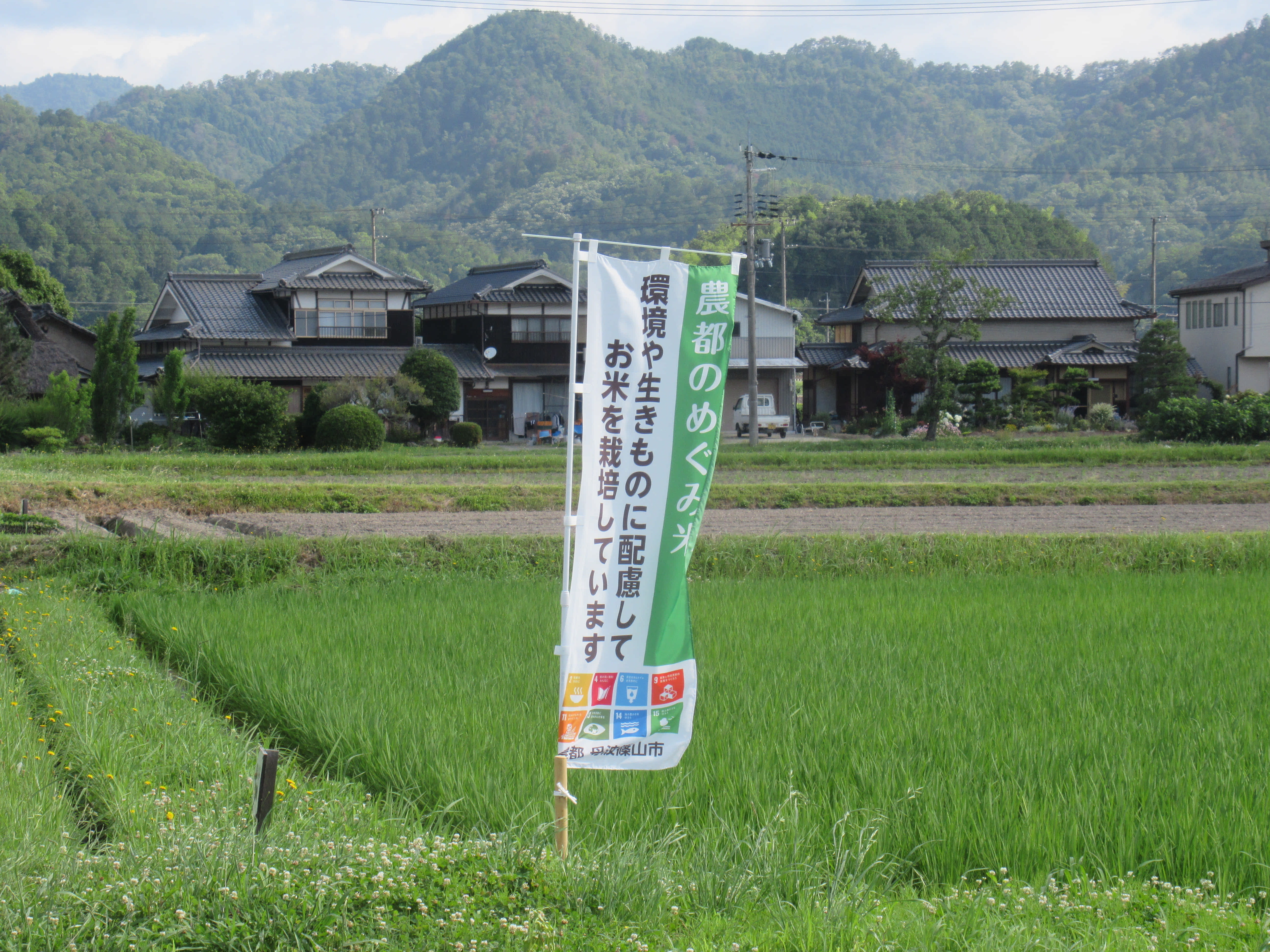 丹波篠山市が推進する「農都のめぐみ米」の生産