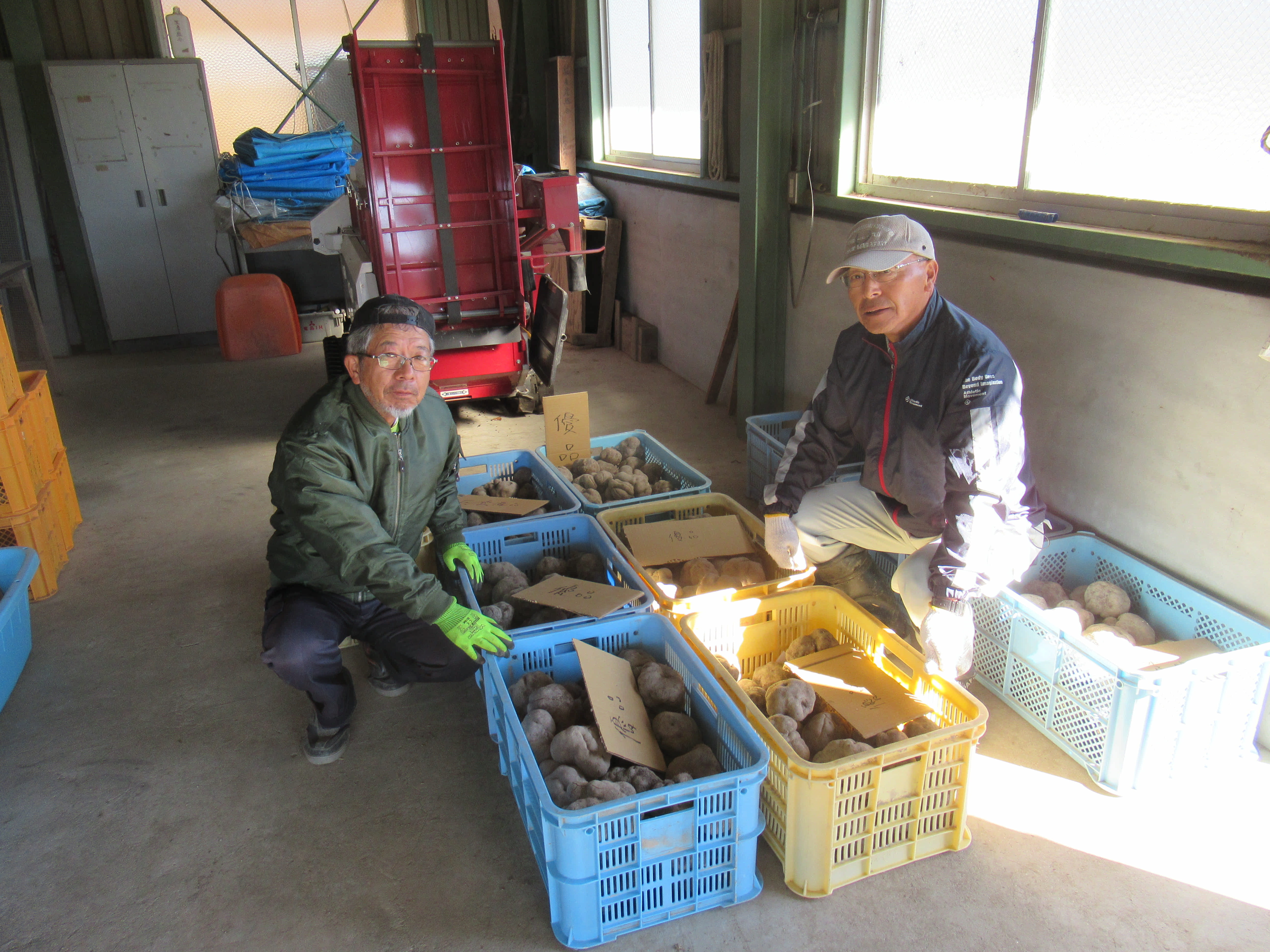 丹波篠山山の芋の出荷