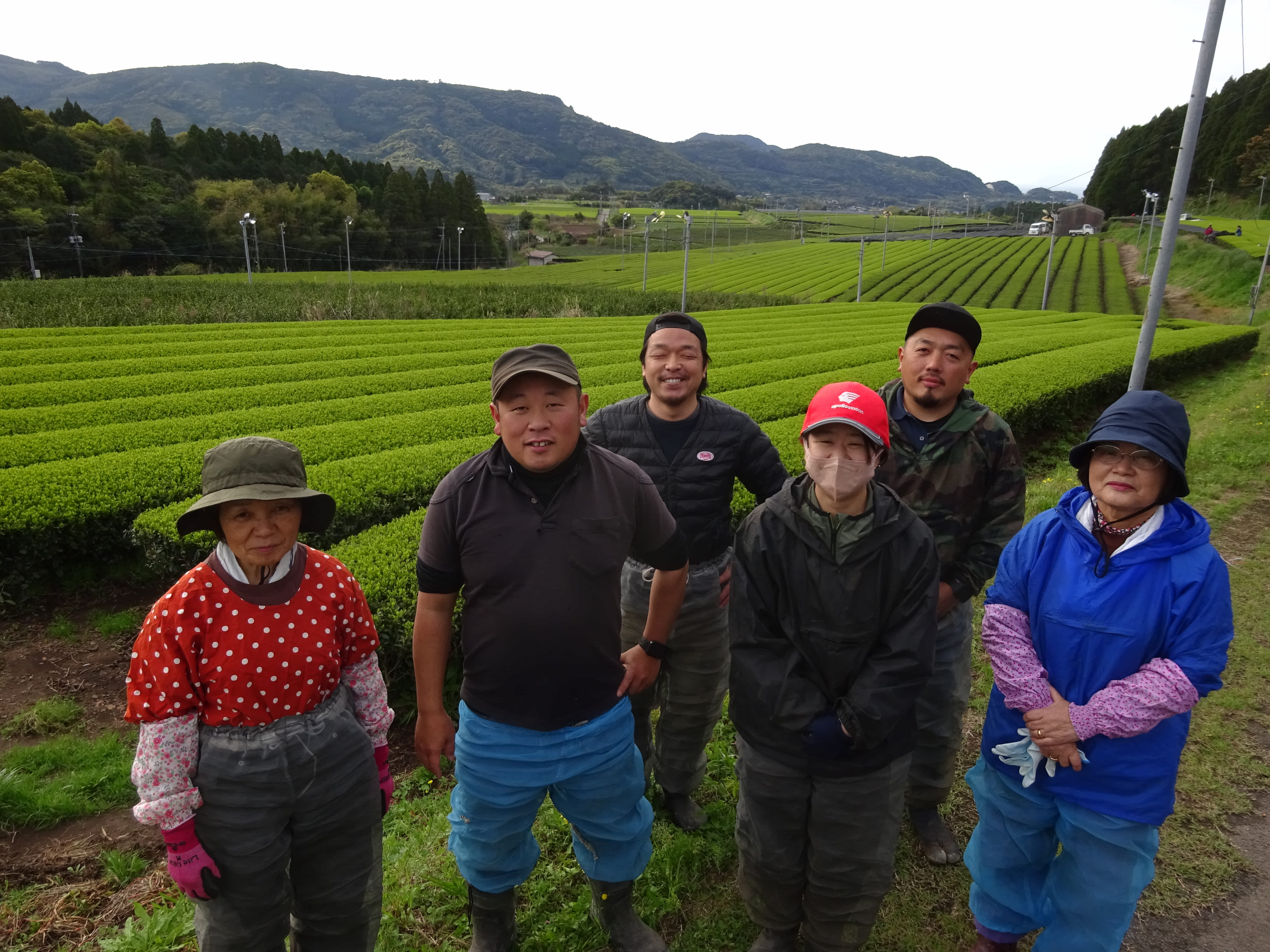 新茶摘みの準備