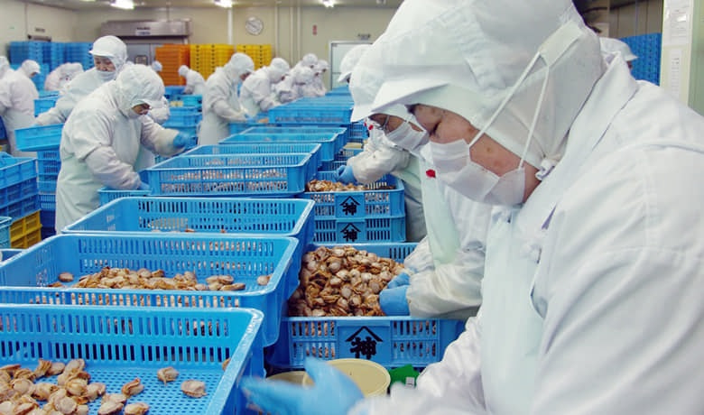 ほたての加工。1粒ずつ丁寧に人の手で加工する