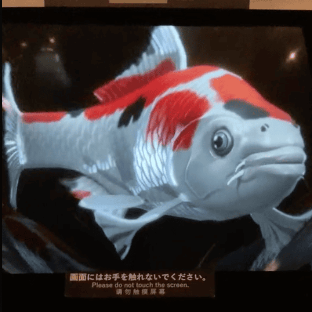 鯉