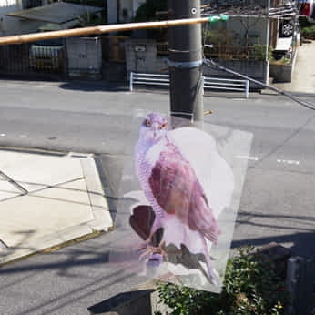 カラス回避用オオタカ立体視シート